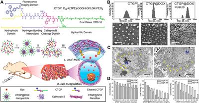 Supramolecular Nanomedicines of In-Situ Self-Assembling Peptides